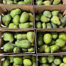 soursop 2