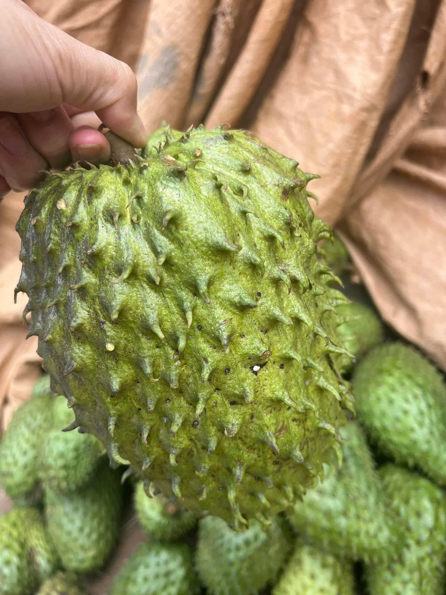 soursop 4